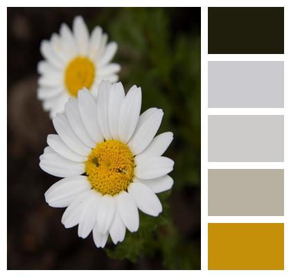 Plant White Flower Garden Bloom Image