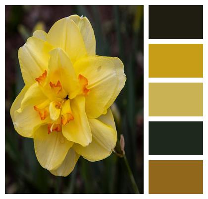 Flowering Flower Yellow Narcissus Image