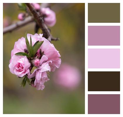 Peach Flowers Plant Pink Petals Image