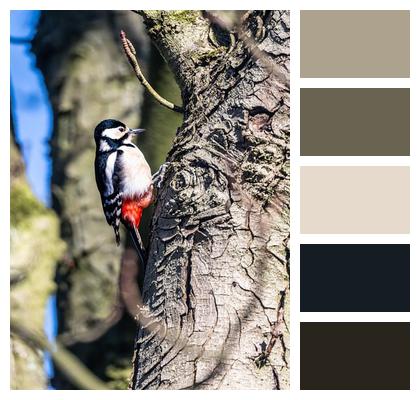 Animal Great Spotted Woodpecker Tree Plumage Image