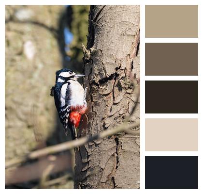 Spring Great Spotted Woodpecker Woodpecker Tree Image