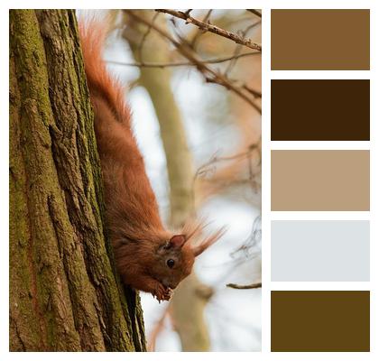Squirrel Animal Forestal Bark Image