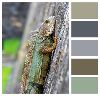 Wilderness Animal Animal Photography Reptile Image