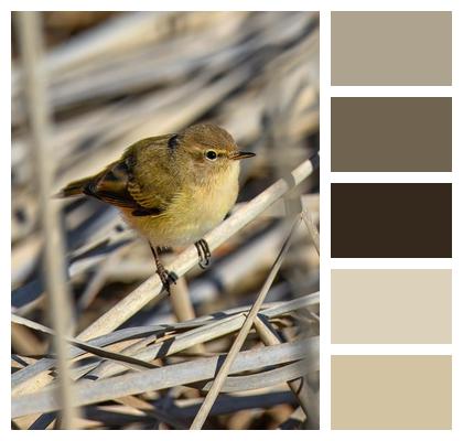 Wildlife Bird Ornithology Wild Bird Image