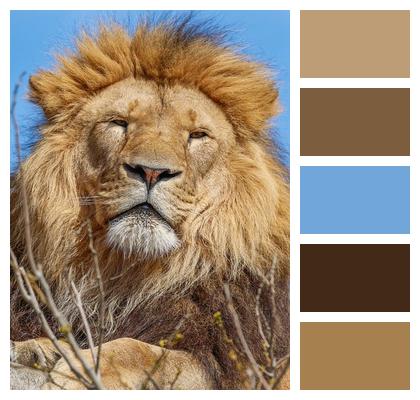 Nature Lion Predator Animal Image