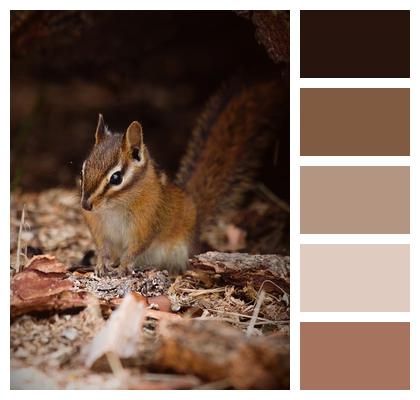 Small Wild Rodent Wildlife Image