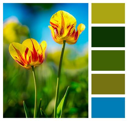 Tulips Flower Background Flower Wallpaper Yellow Image