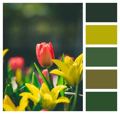 Spring Petals Plant Flower Wallpaper Image