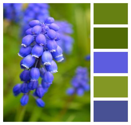 Farmers Boy Flower Wallpaper Nature Wallpaper Pearl Hyacinths Image