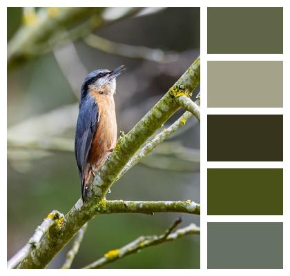 Bird Animal Wildlife Nature Image