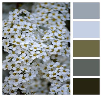Shrub Hall Blooming Spiraea Image