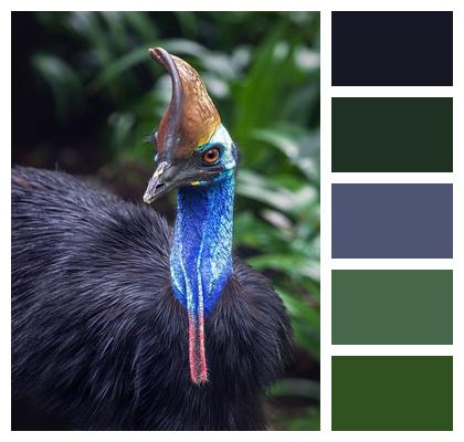 Cassowary Dangerous Bird Australia Australian Bird Image