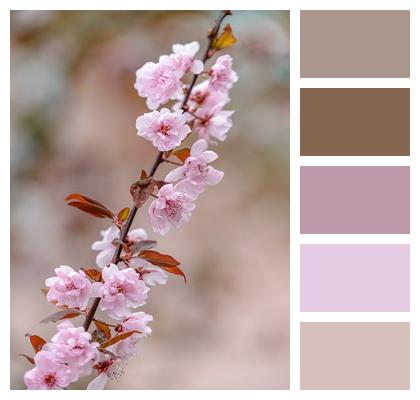 Blossoms Spring Flower Wallpaper Nature Image