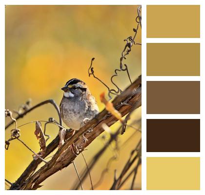 Bird Songbird Avian Animal Image