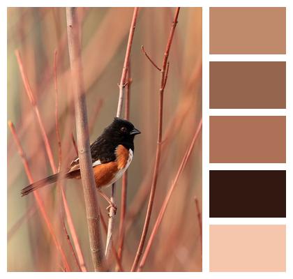 Animal Bird Ornithology Wild Image
