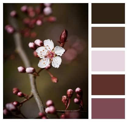 Branch Stamen Flowers Outdoor Image