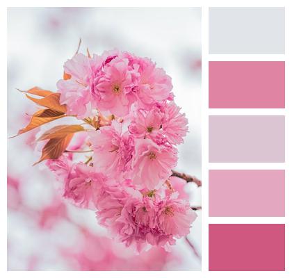 Nature Sakura Spring Awakening Close Up Image