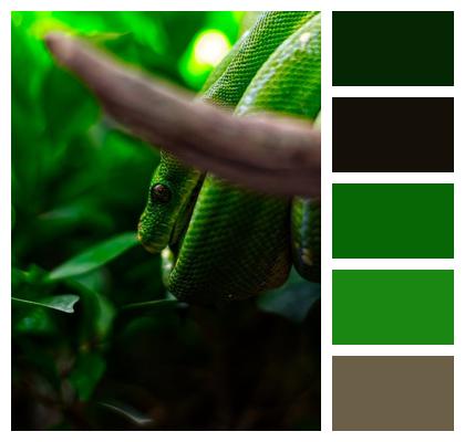Tropical Rainforest Nature Green Image