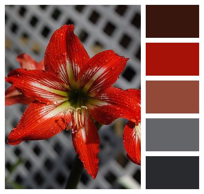 Spring Easter Lily Lily Garden Image