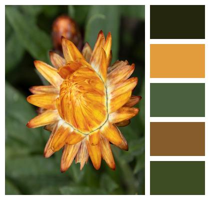 Garden Strawflower Flora Petals Image
