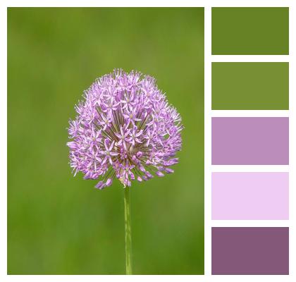 Bloom Allium Giganteum Pink Plant Image