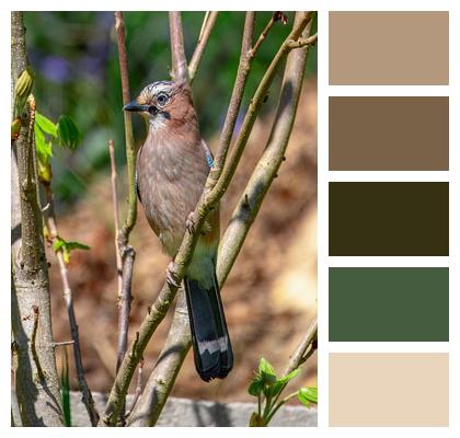 Meadow Bird Watching Beak Nature Image