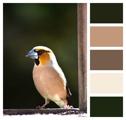 Beak Nature To Sing Ornithology Image