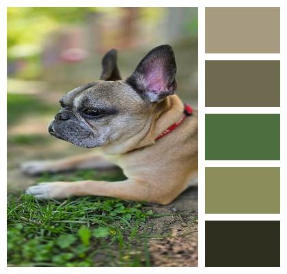 Animal Bulldog Dog Nature Image