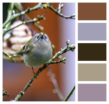 Fauna Warbler Animal Nature Image