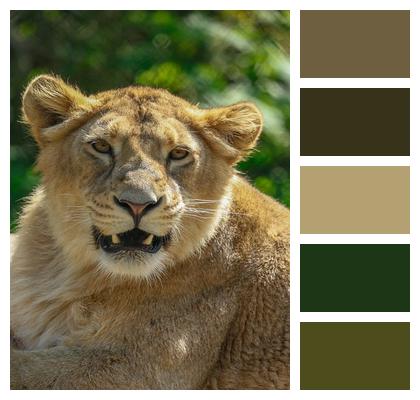 Nature Animal Lion Predator Image
