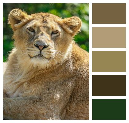 Nature Predator Animal Lion Image