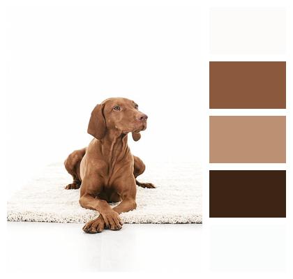 Canine Dog Animal Mammal Image