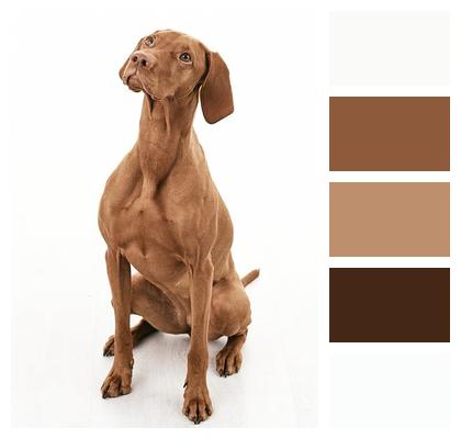 Canine Nature Dog Pet Image