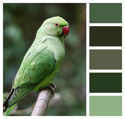Alexander Parakeet Wildlife Ringnecked Parakeet Nature Image