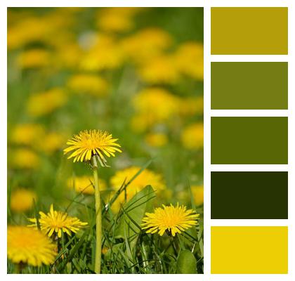 Plant Dandelion Flora Composites Image