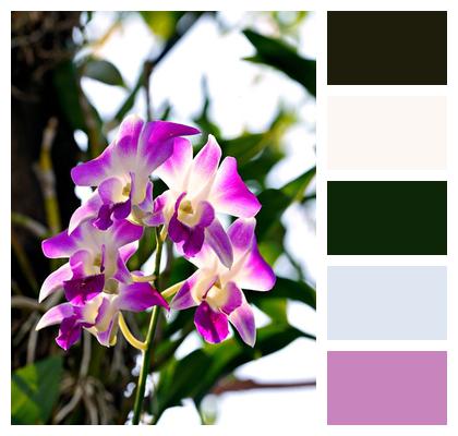 Orchid Nature Flower Background Flower Image