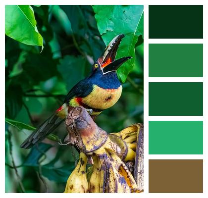 Wild Multicoloured Animal Bird Image