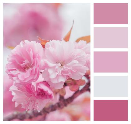 Branch Flower Background Sakura Beautiful Flowers Image