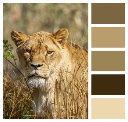 Predator Lion Animal Nature Image