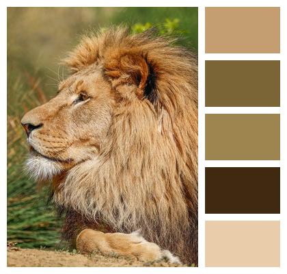 Lion Nature Predator Animal Image
