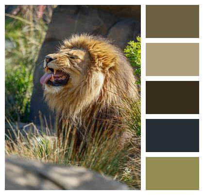 Predator Animal Nature Lion Image