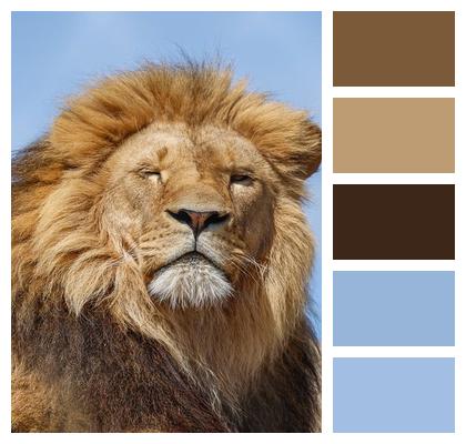 Lion Predator Nature Animal Image