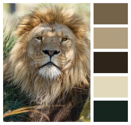 Nature Lion Predator Animal Image