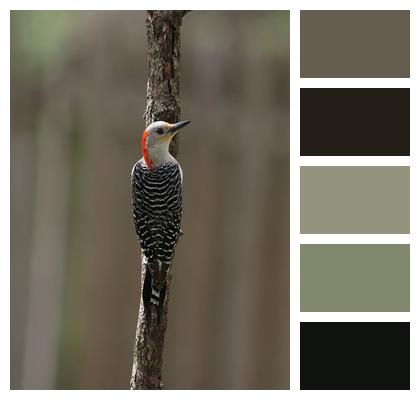 Avian Nature Branch Woodpecker Image