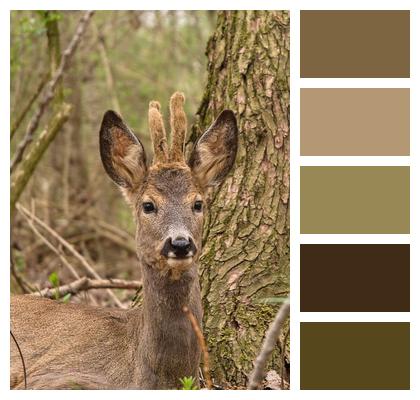 Doe Male Roe Deer Forest Image