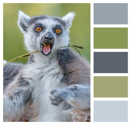 Madagascar Cute Nature Outdoor Image