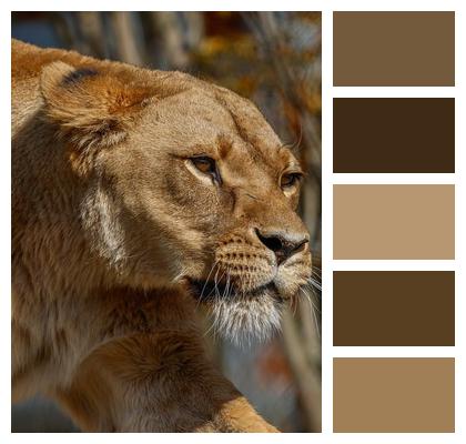 Predator Nature Animal Lion Image