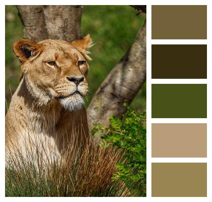 Lion Animal Predator Nature Image