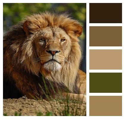 Lion Nature Animal Predator Image