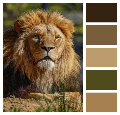 Lion Nature Animal Predator Image
